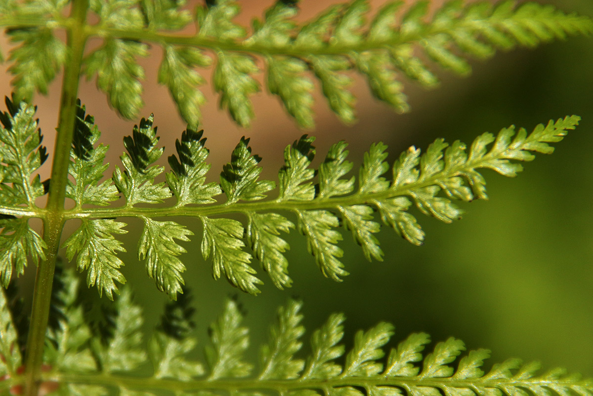 Athyrium schimperi Athyrium schimperi