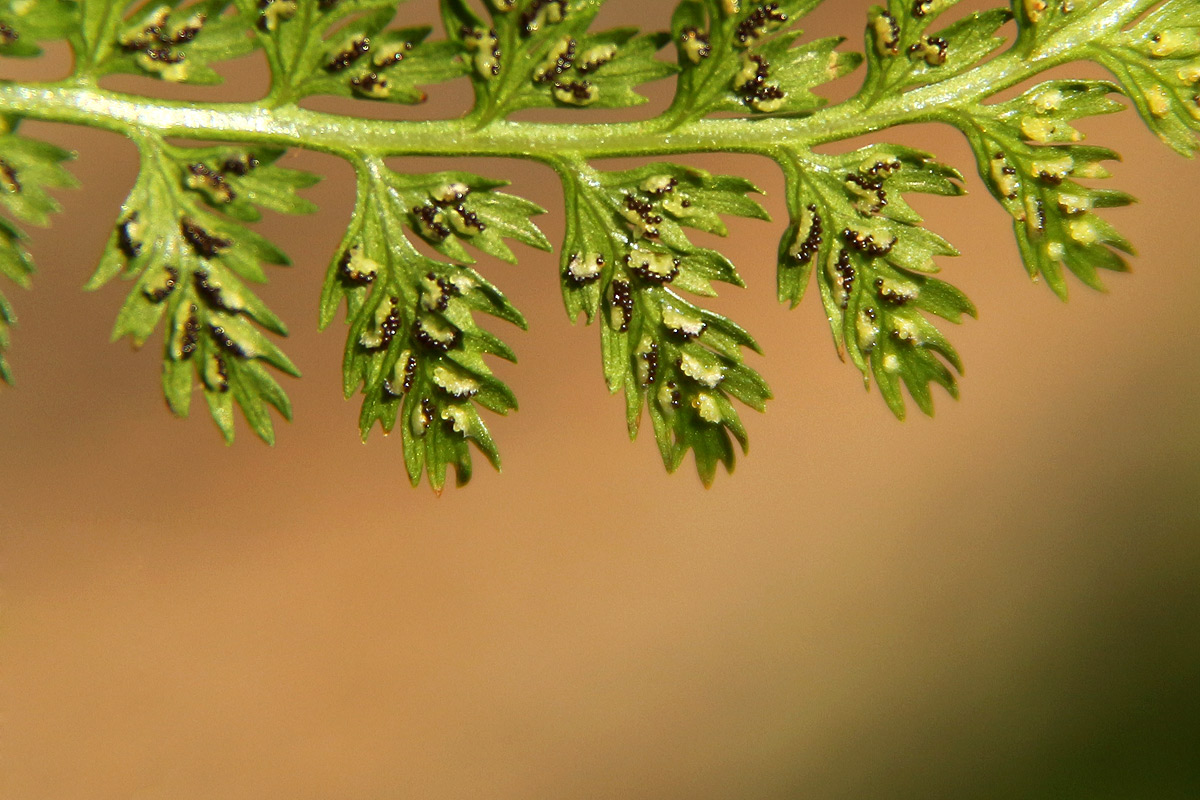 Athyrium schimperi Athyrium schimperi
