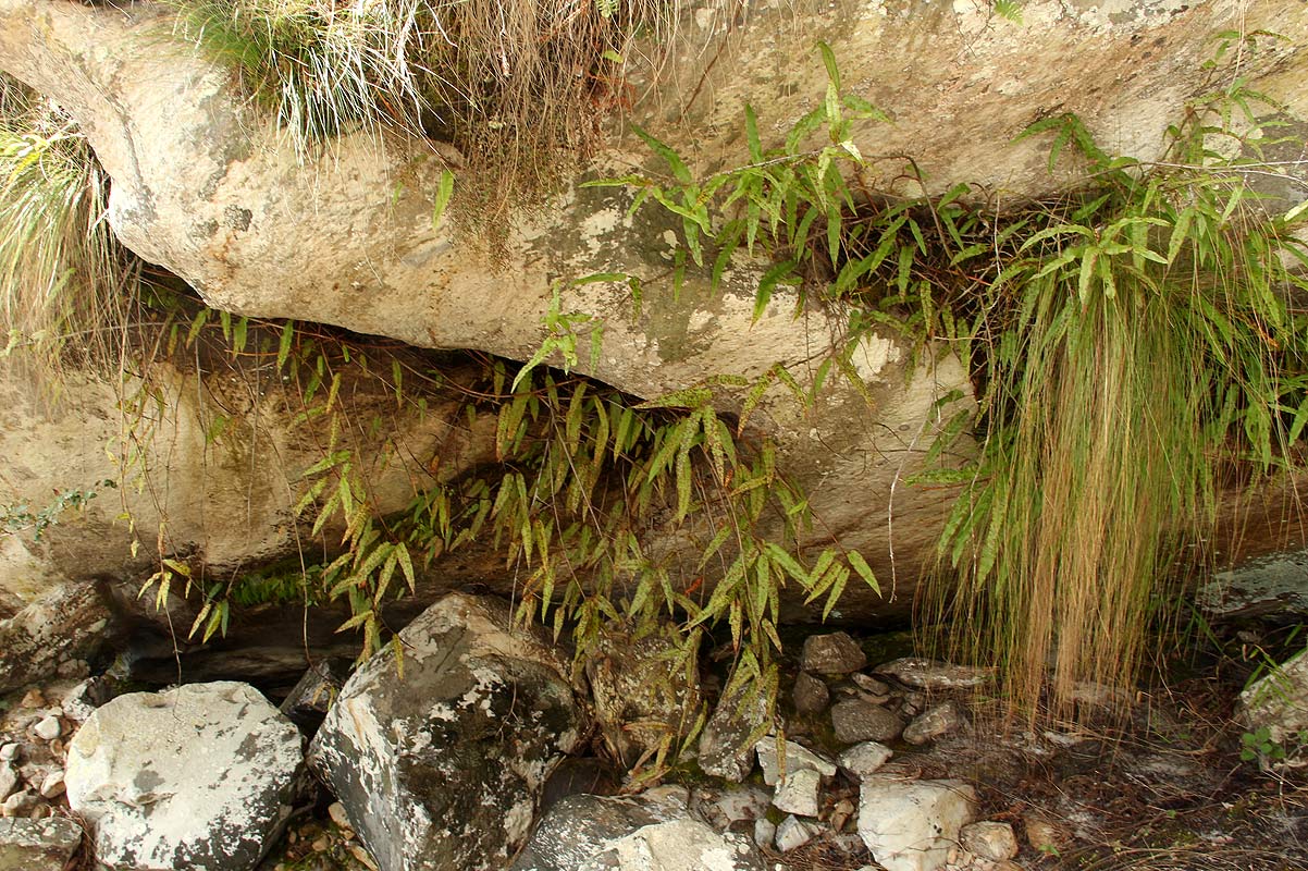 Oleandra distenta