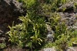 Oleandra distenta