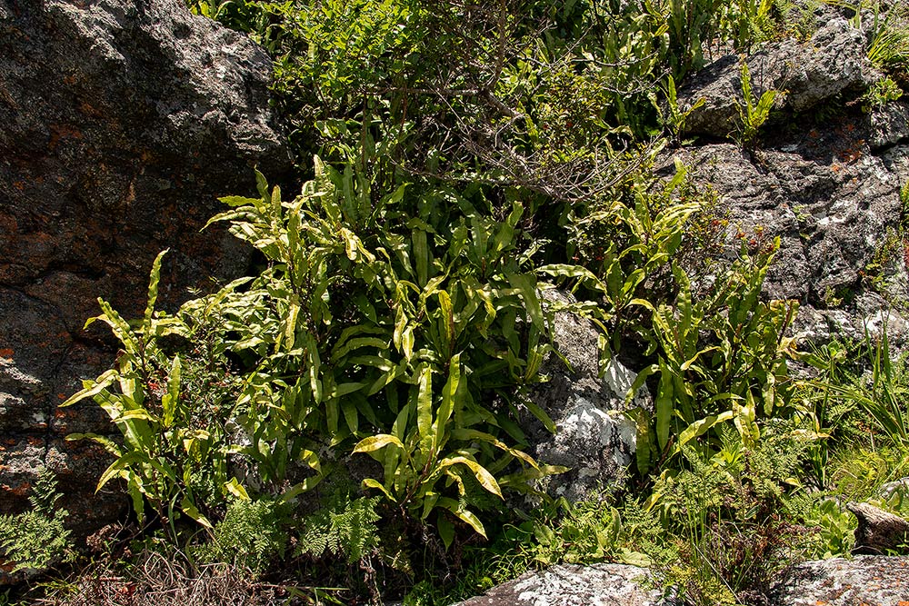 Oleandra distenta Oleandra distenta