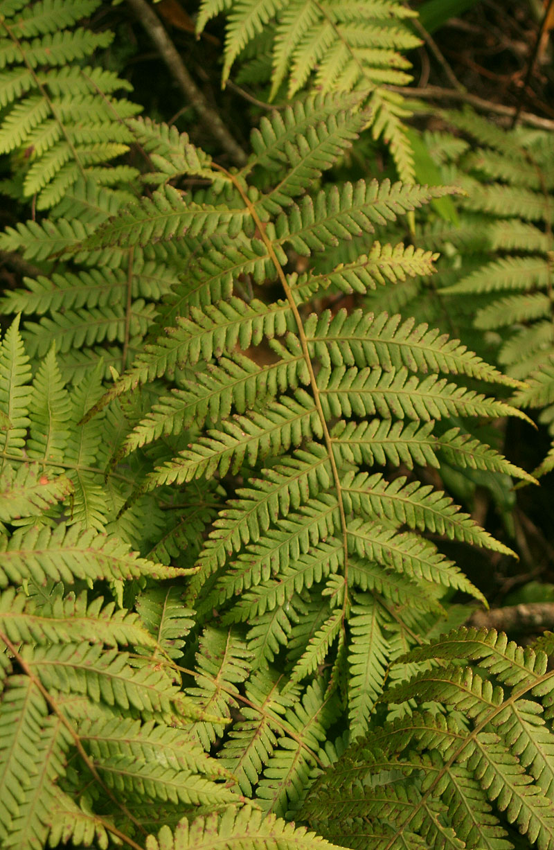 Arthropteris orientalis Arthropteris orientalis