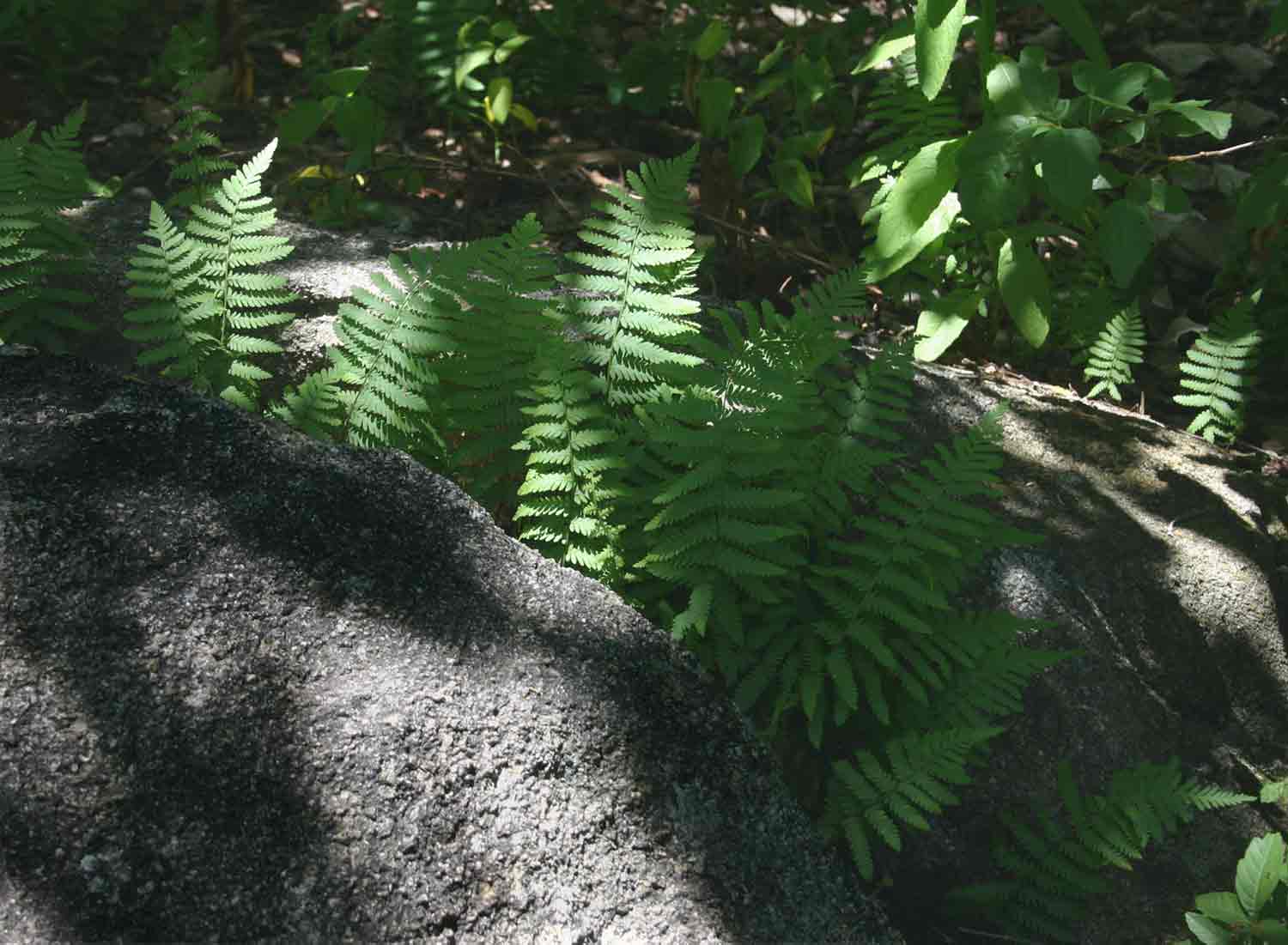 Arthropteris orientalis Arthropteris orientalis