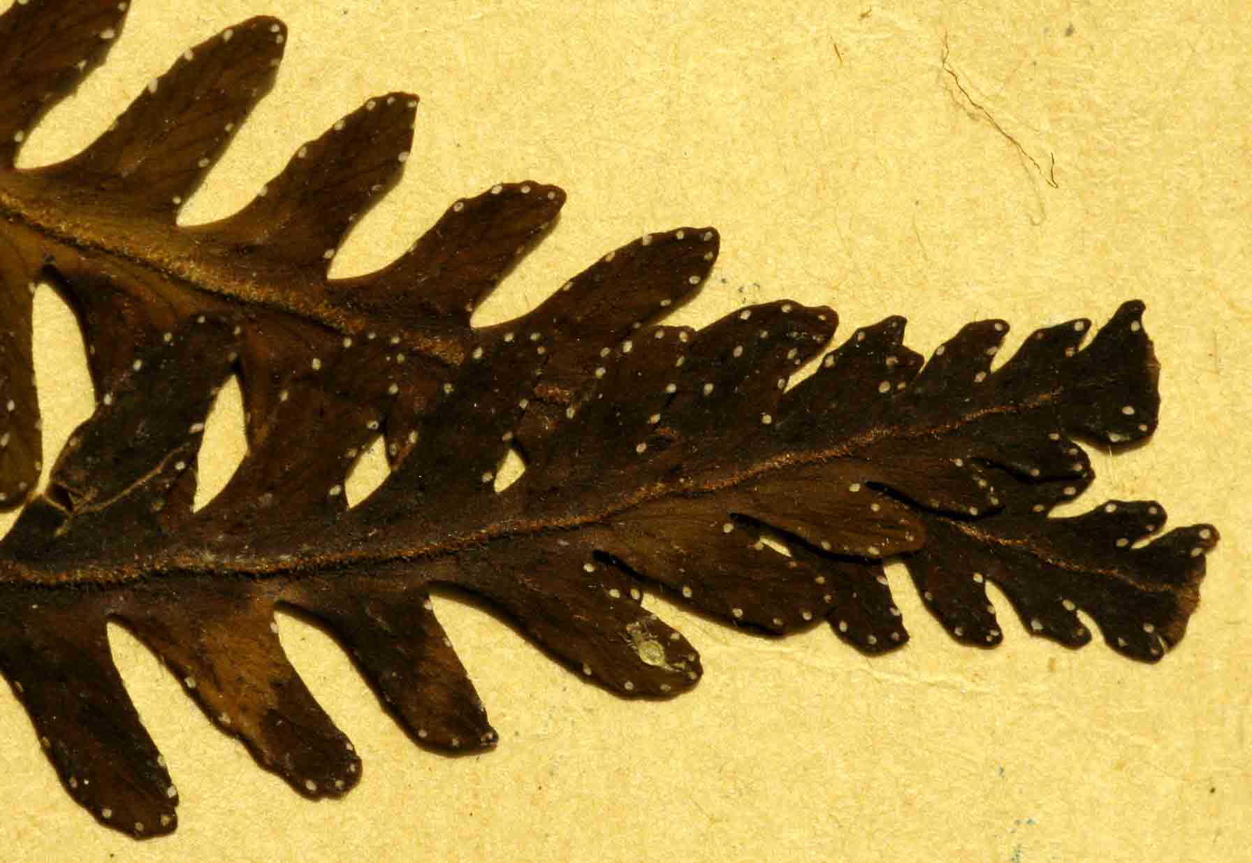 Arthropteris orientalis Arthropteris orientalis