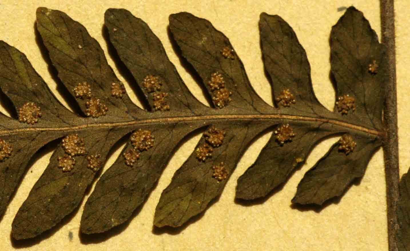 Arthropteris monocarpa