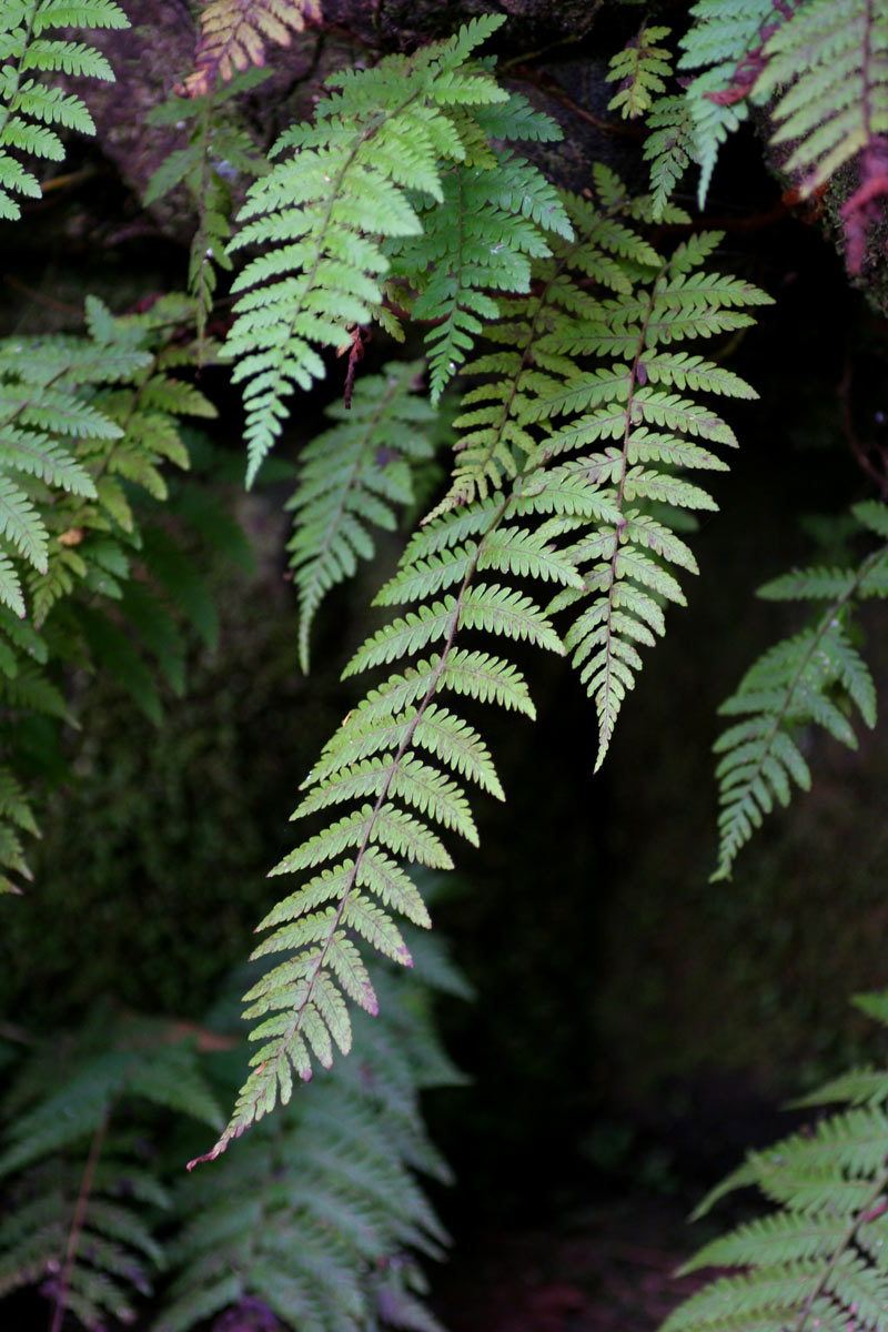 Arthropteris monocarpa Arthropteris monocarpa