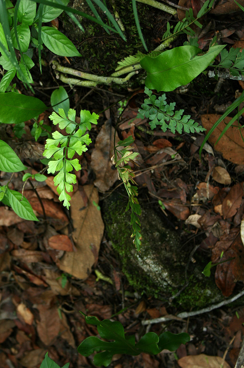 Asplenium aethiopicum Asplenium aethiopicum