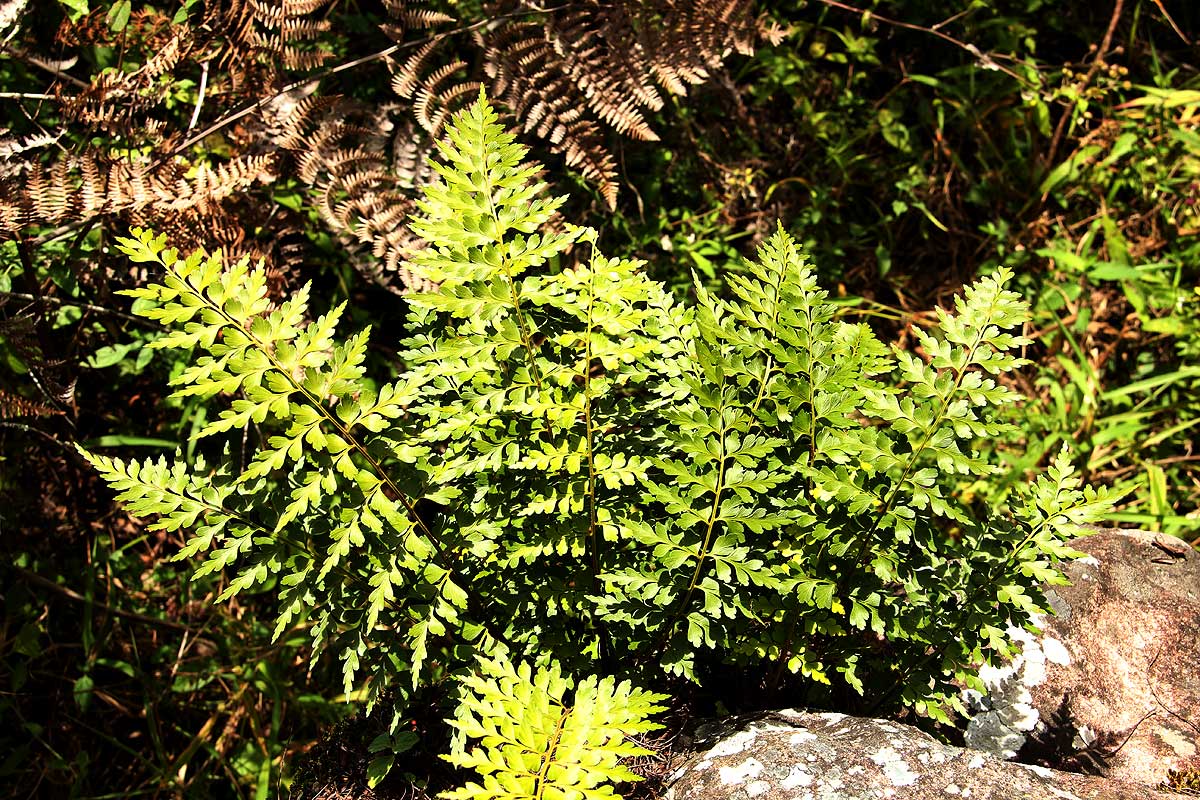 Asplenium aethiopicum Asplenium aethiopicum
