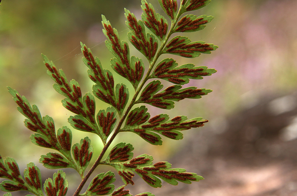 Asplenium aethiopicum Asplenium aethiopicum