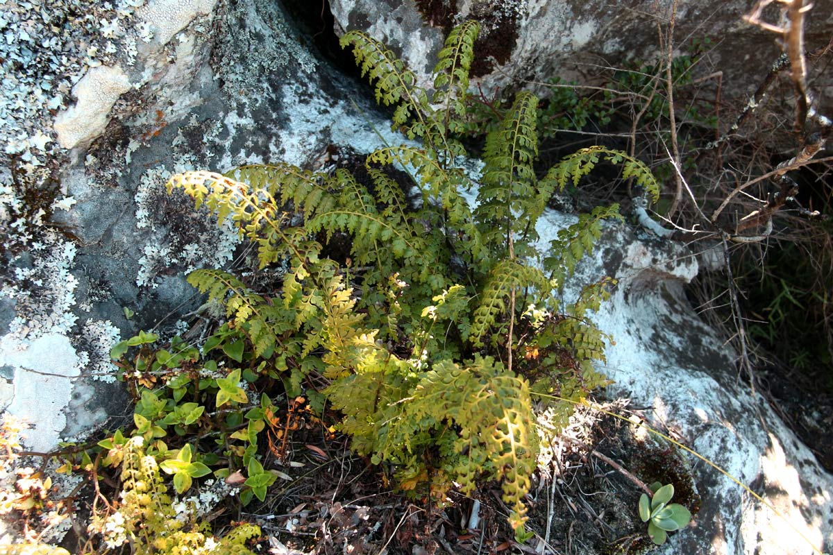 Asplenium aethiopicum Asplenium aethiopicum