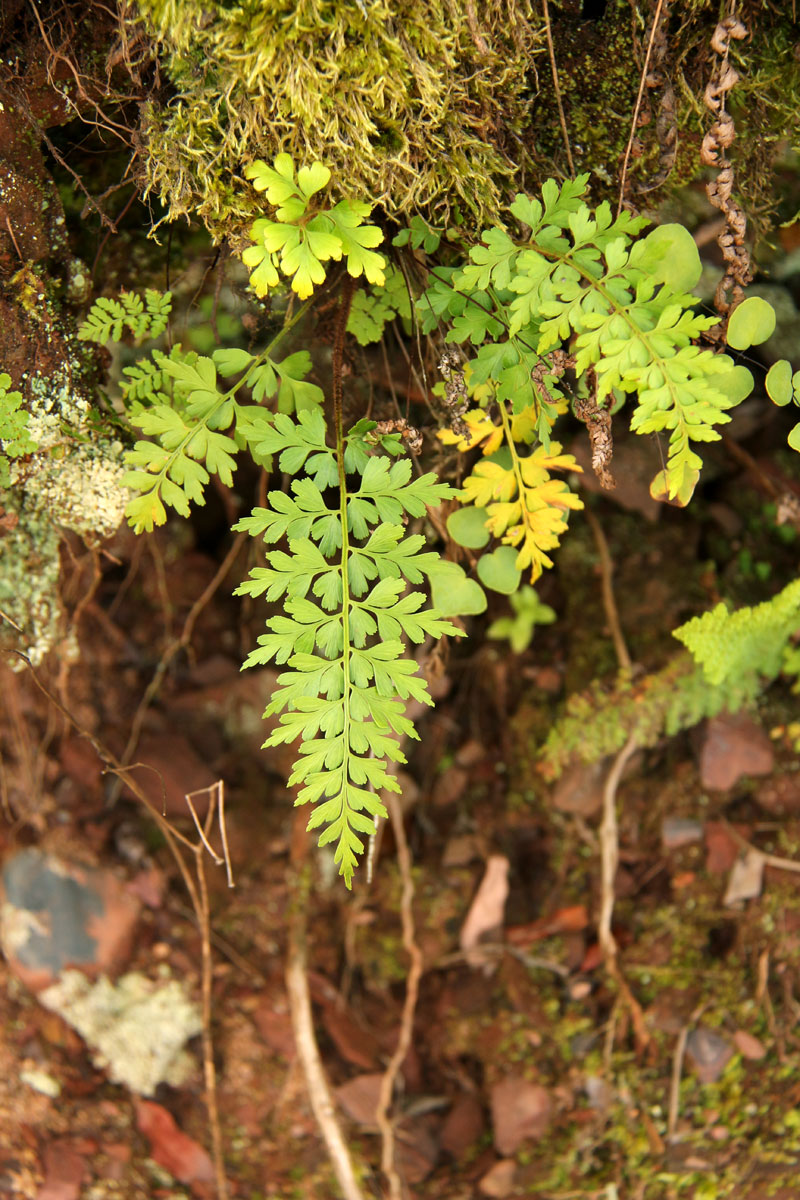 Asplenium aethiopicum Asplenium aethiopicum