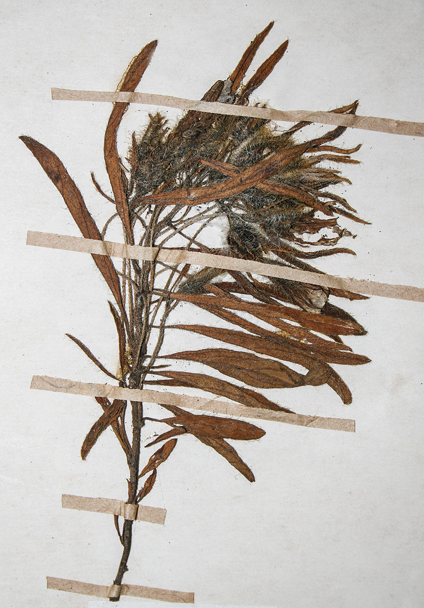 Ipomoea linosepala subsp. alpina Ipomoea linosepala subsp. alpina