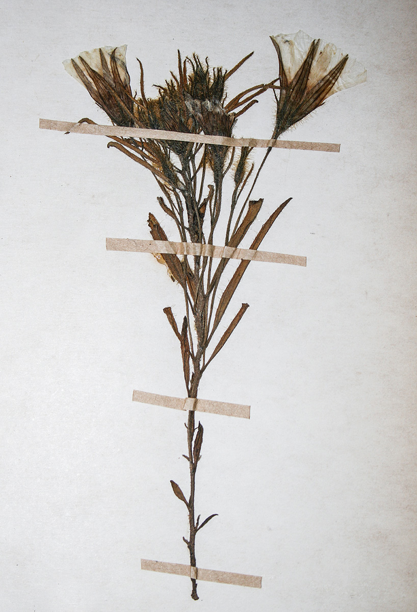 Ipomoea linosepala subsp. alpina Ipomoea linosepala subsp. alpina