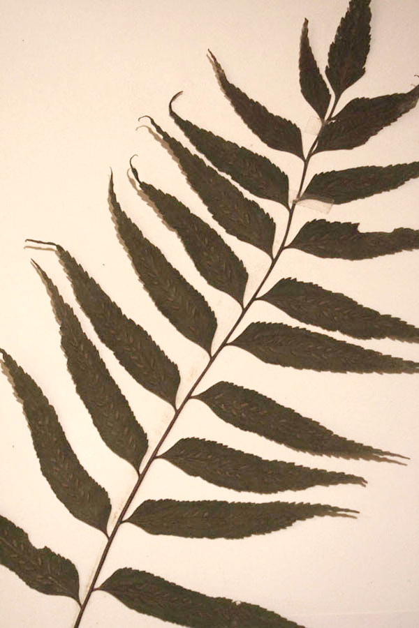 Asplenium anisophyllum Asplenium anisophyllum