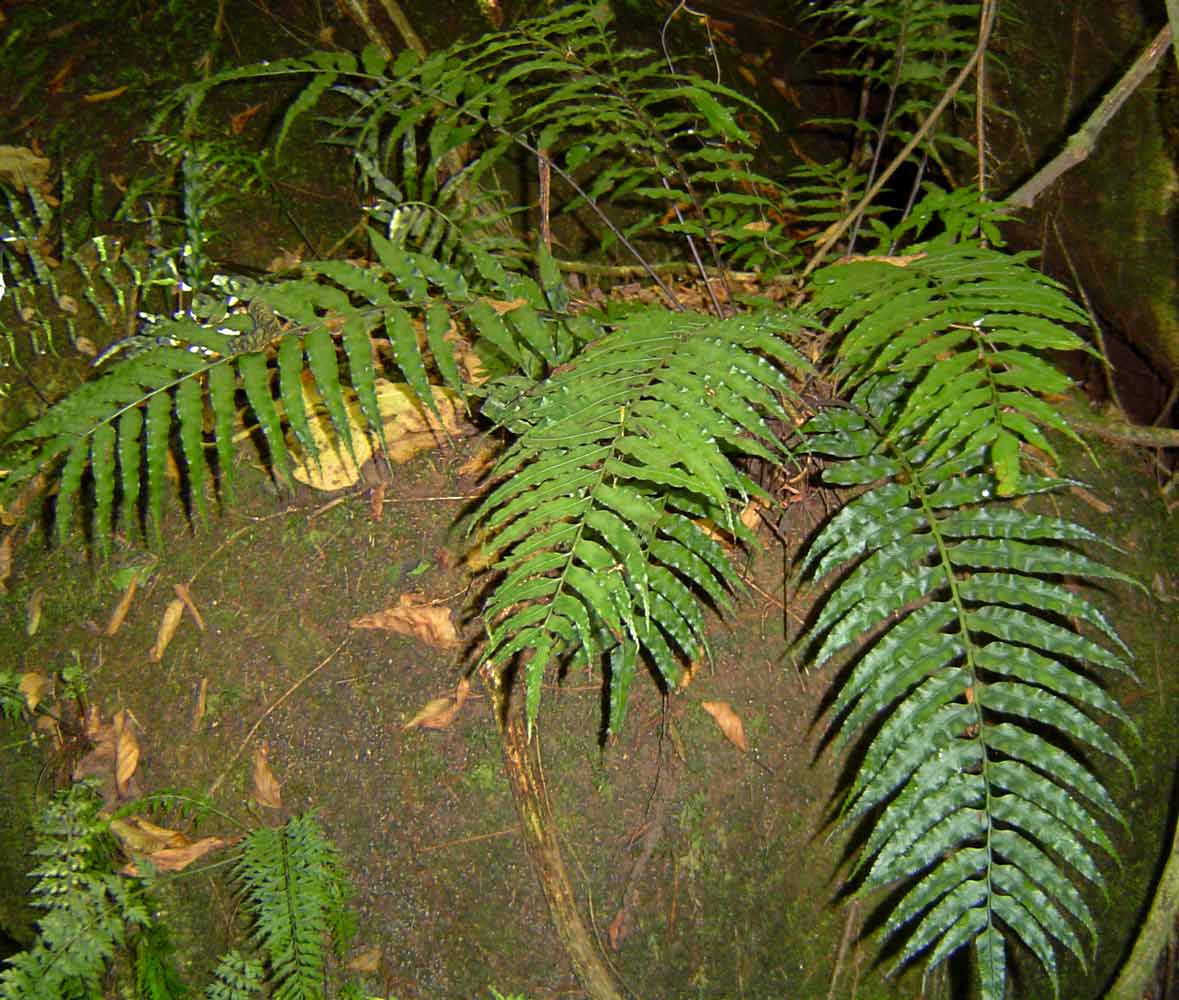 Asplenium anisophyllum Asplenium anisophyllum