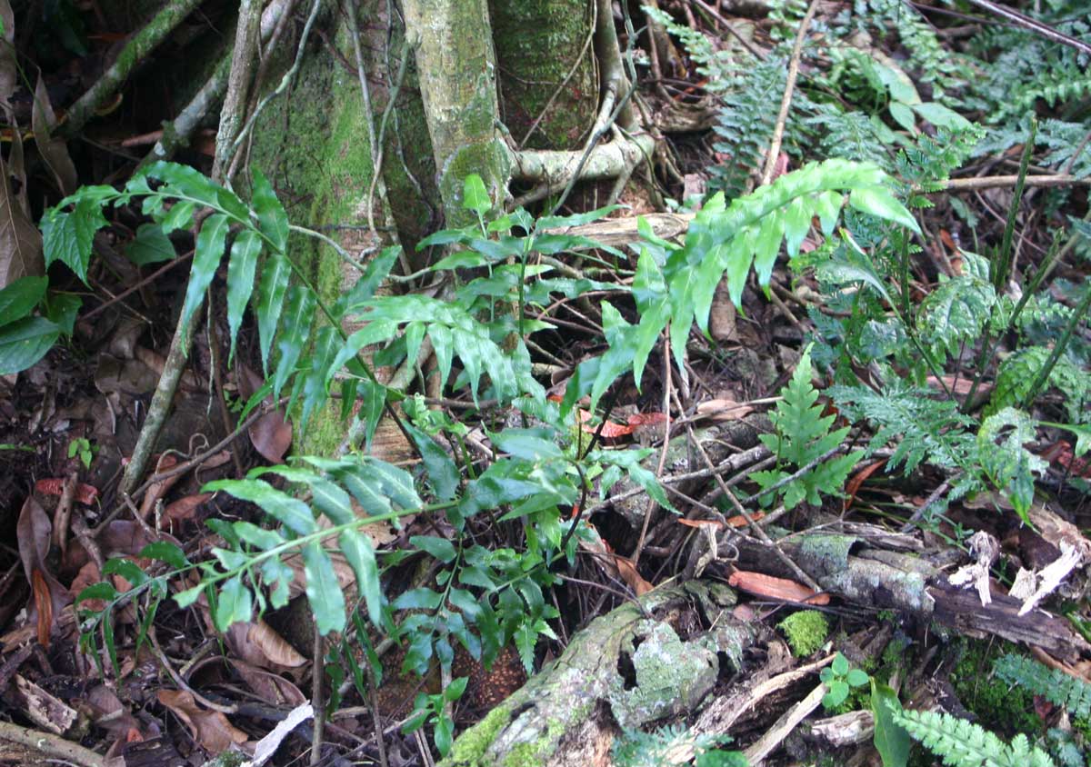 Asplenium anisophyllum Asplenium anisophyllum