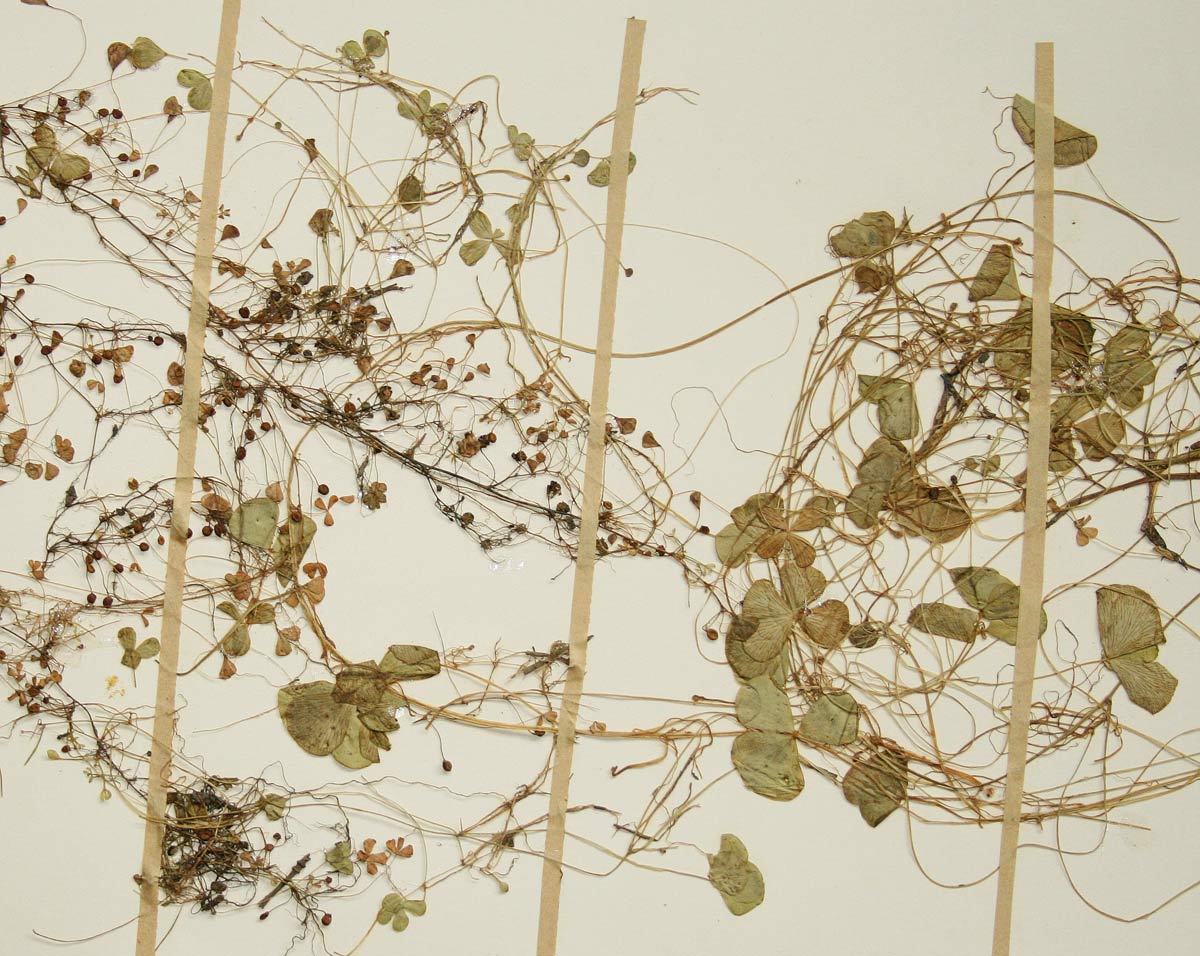 Marsilea coromandelina Marsilea coromandelina