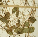 Marsilea coromandelina