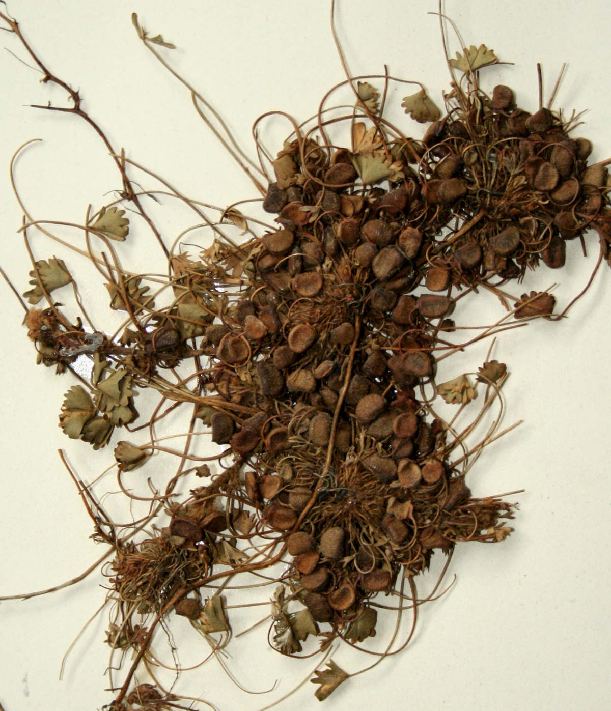 Marsilea farinosa subsp. farinosa Marsilea farinosa subsp. farinosa