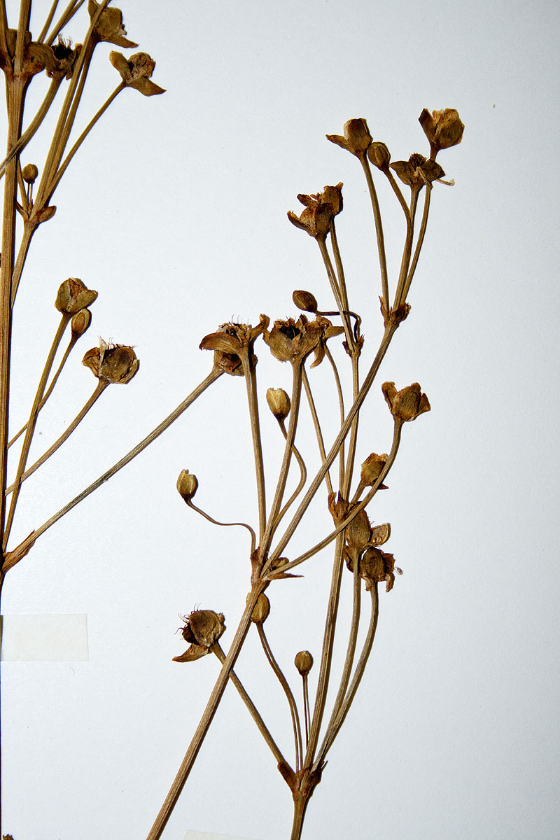 Caldesia parnassifolia Caldesia parnassifolia