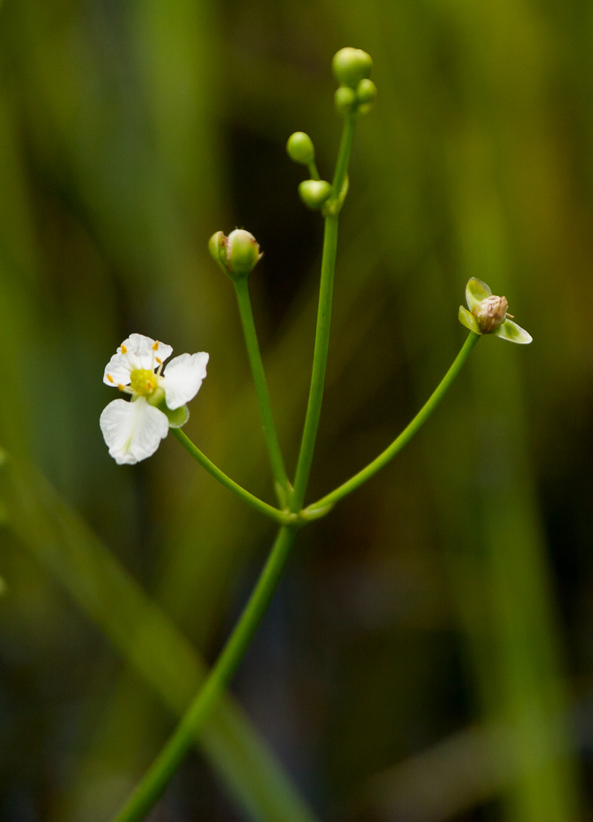 Caldesia parnassifolia Caldesia parnassifolia