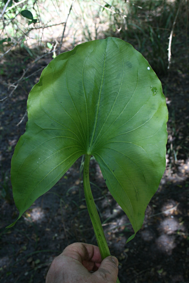 Limnophyton obtusifolium Limnophyton obtusifolium