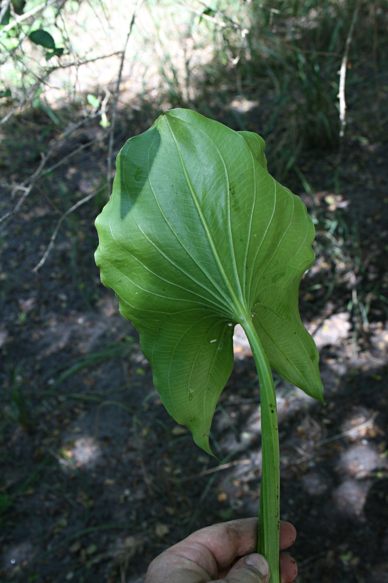 Limnophyton obtusifolium Limnophyton obtusifolium