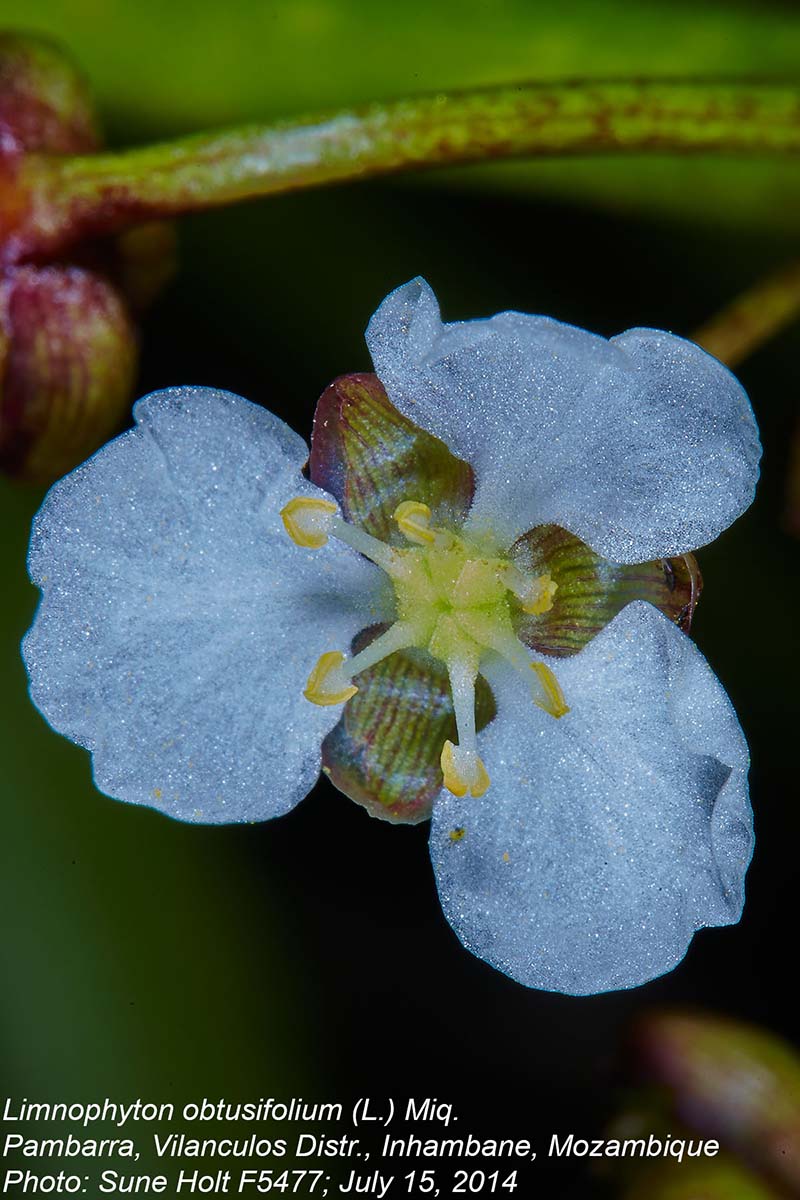 Limnophyton obtusifolium Limnophyton obtusifolium