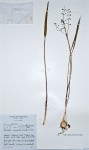 Burnatia enneandra