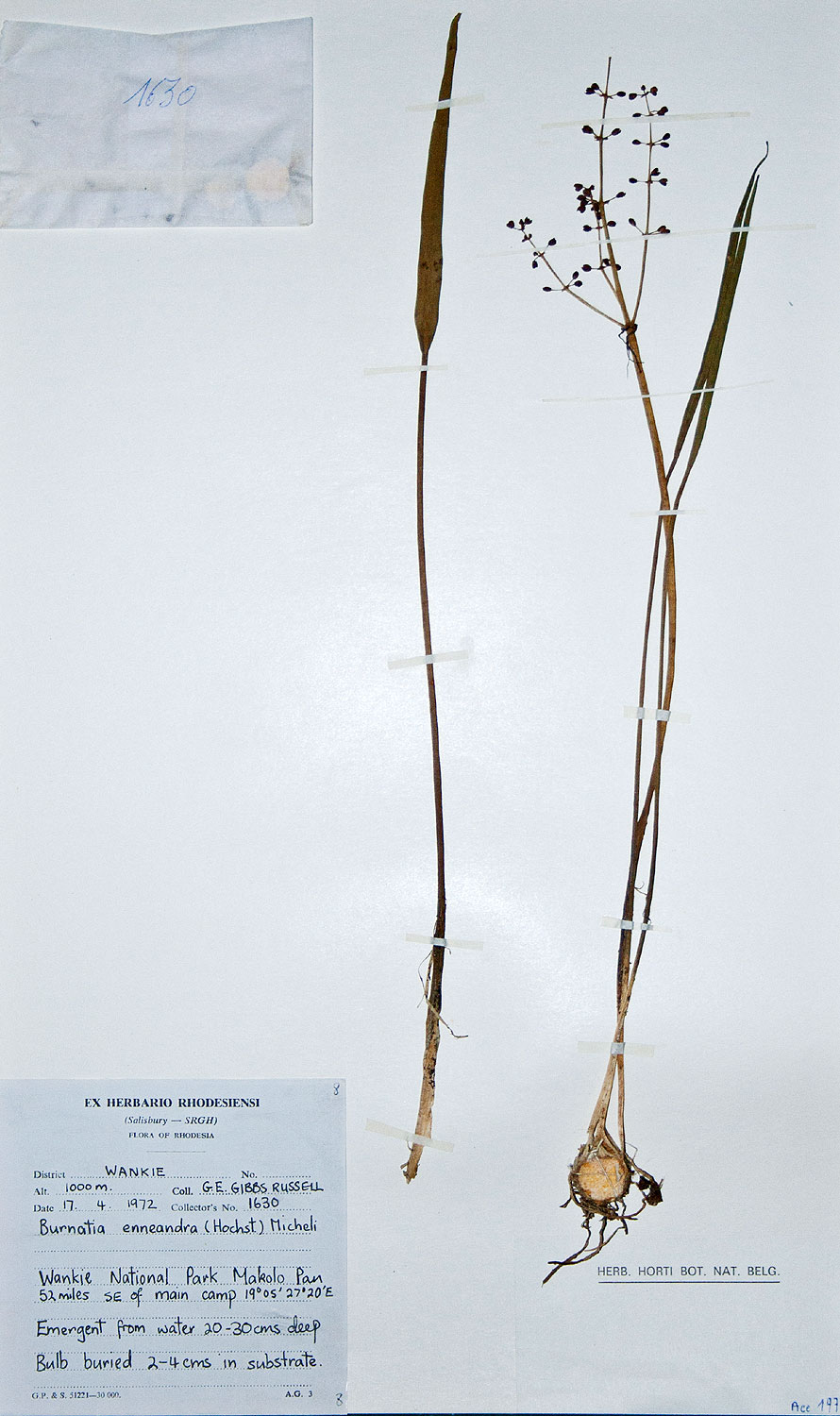 Burnatia enneandra Burnatia enneandra
