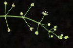 Burnatia enneandra