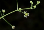Burnatia enneandra