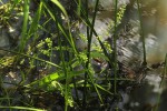 Burnatia enneandra