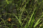 Burnatia enneandra