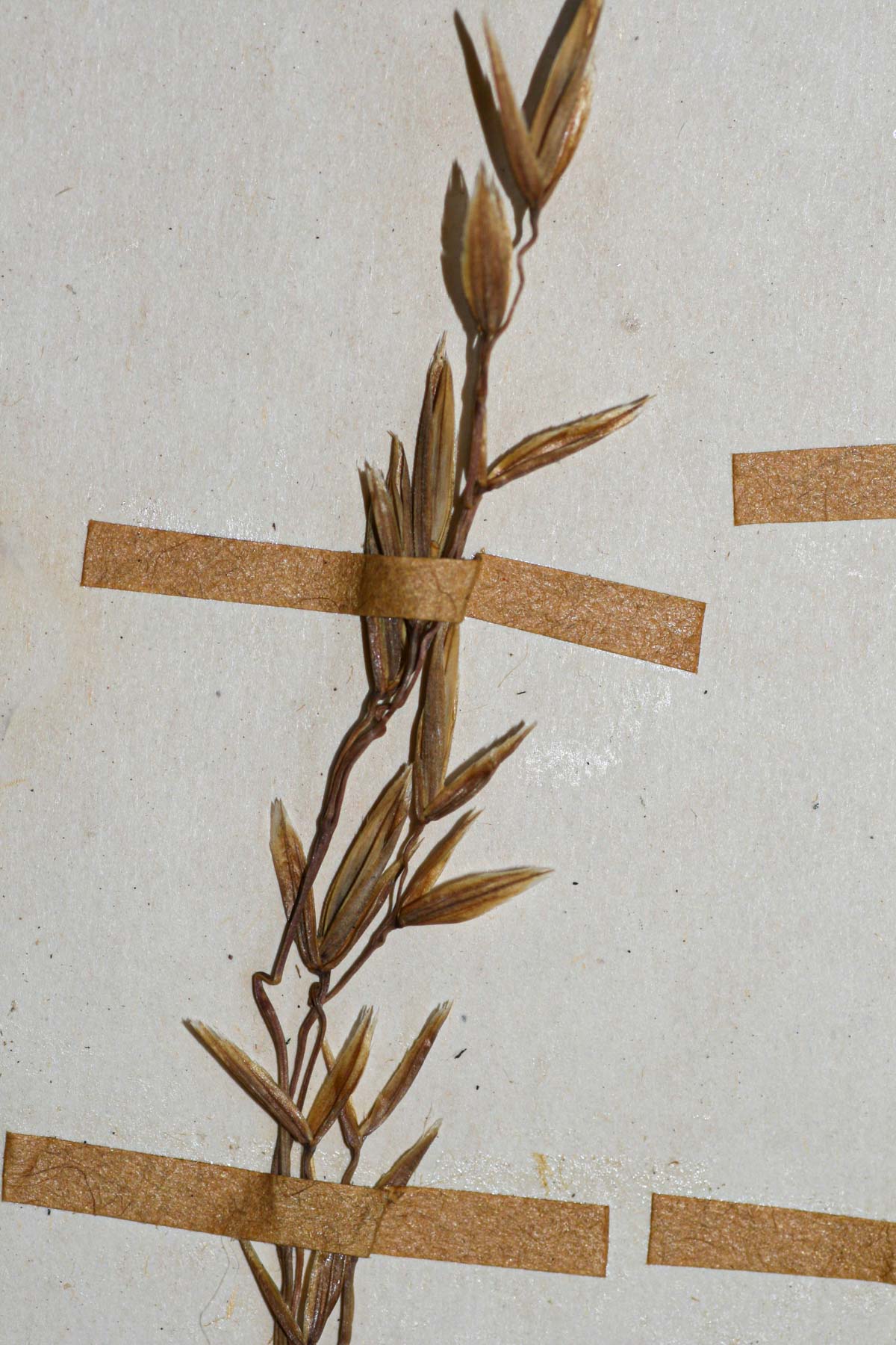 Festuca costata Festuca costata