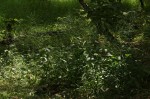 Megastachya mucronata