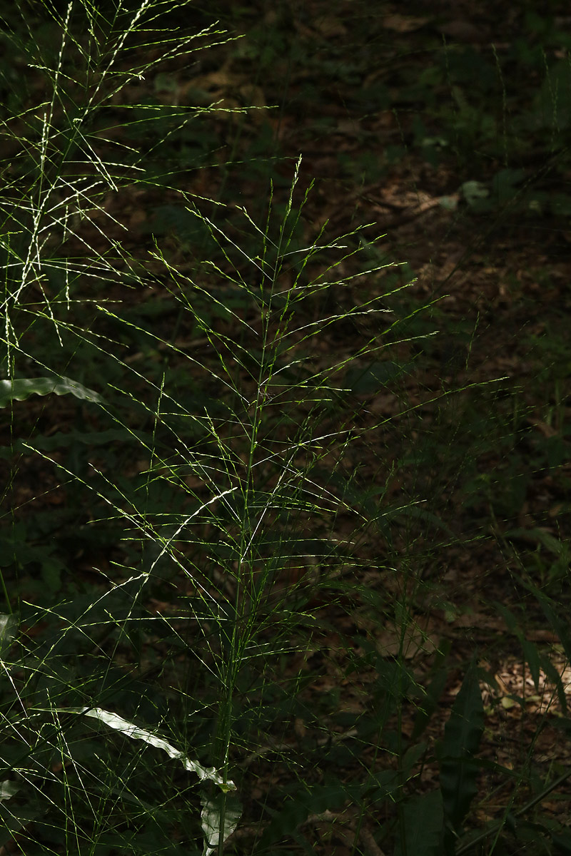 Megastachya mucronata Megastachya mucronata