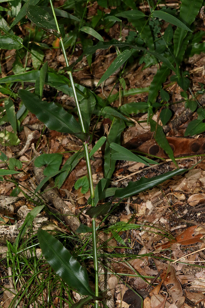 Megastachya mucronata Megastachya mucronata