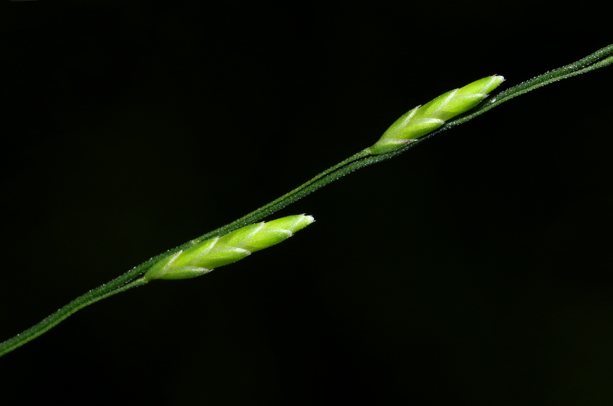 Megastachya mucronata Megastachya mucronata