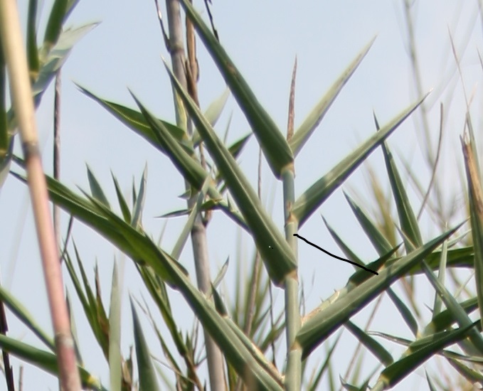 Phragmites mauritianus Phragmites mauritianus