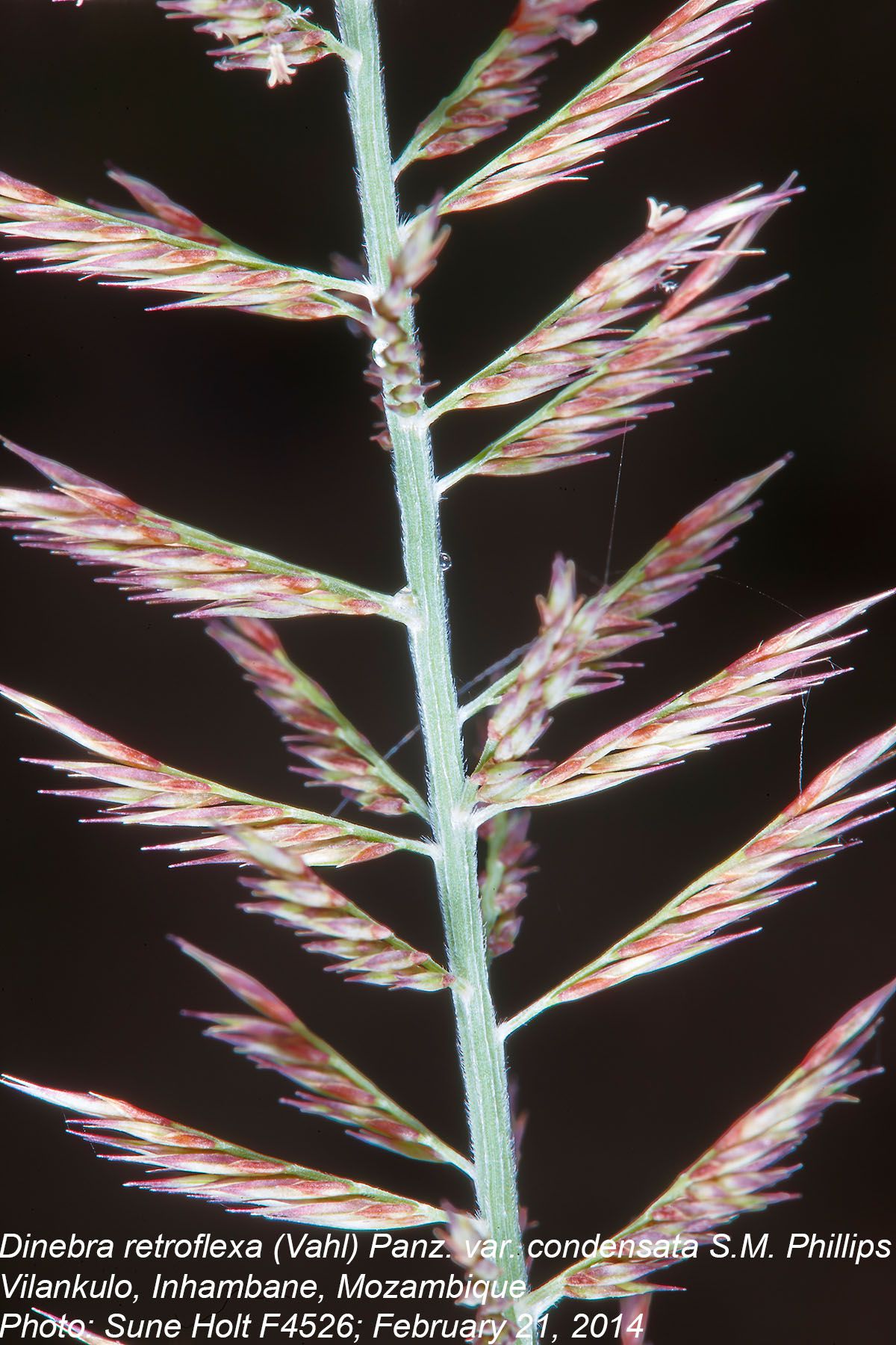 Dinebra retroflexa var. condensata Dinebra retroflexa var. condensata