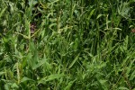 Acrachne racemosa
