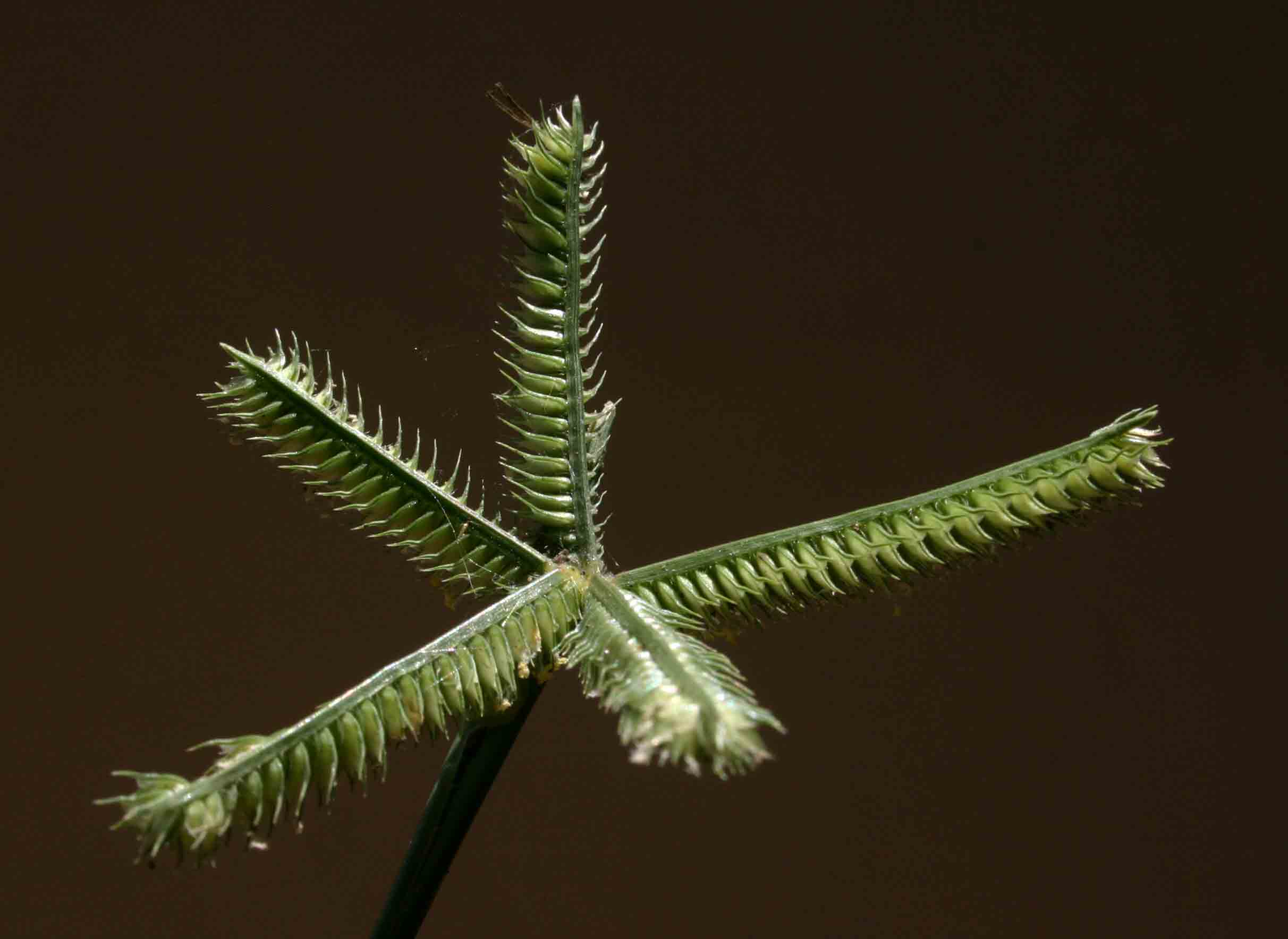 Dactyloctenium aegyptium Dactyloctenium aegyptium