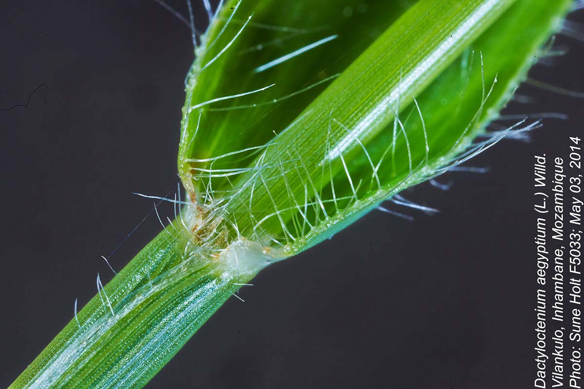 Dactyloctenium aegyptium Dactyloctenium aegyptium