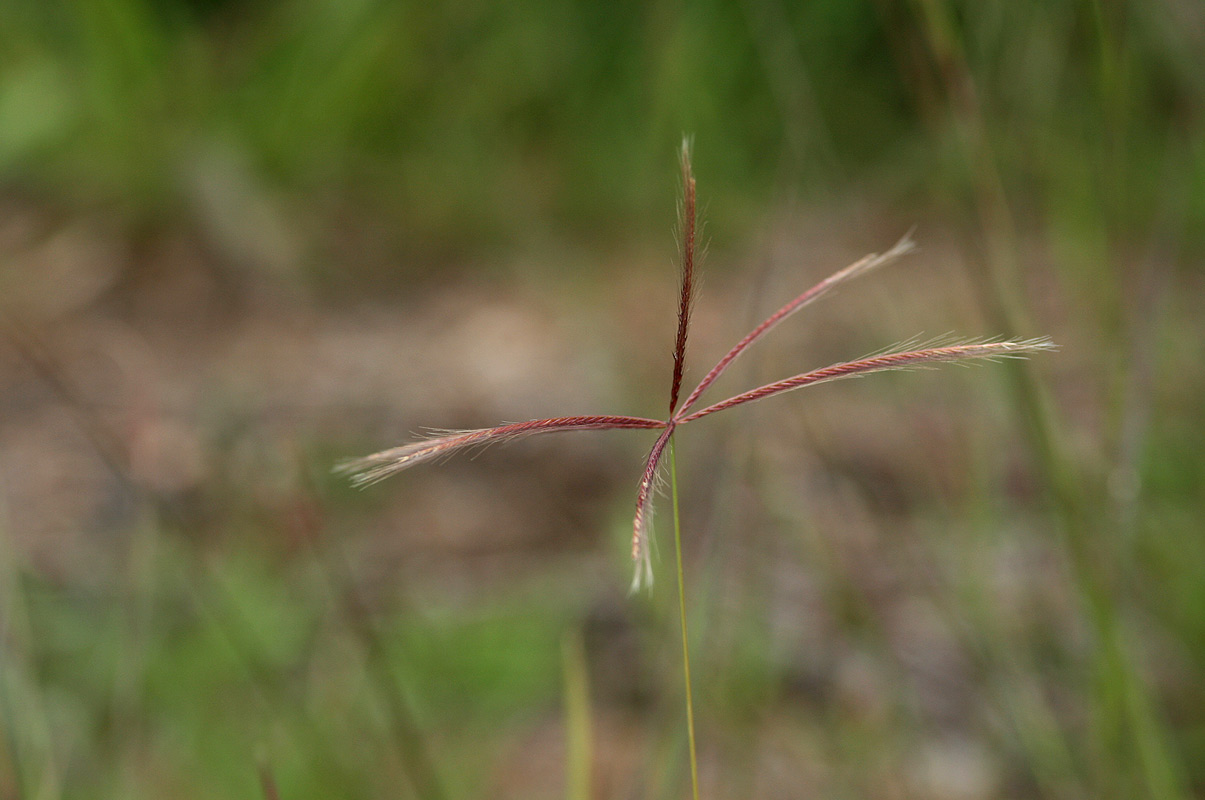 Chloris pycnothrix Chloris pycnothrix