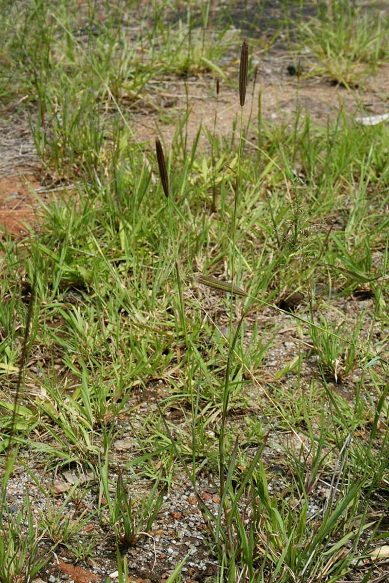 Chloris virgata Chloris virgata