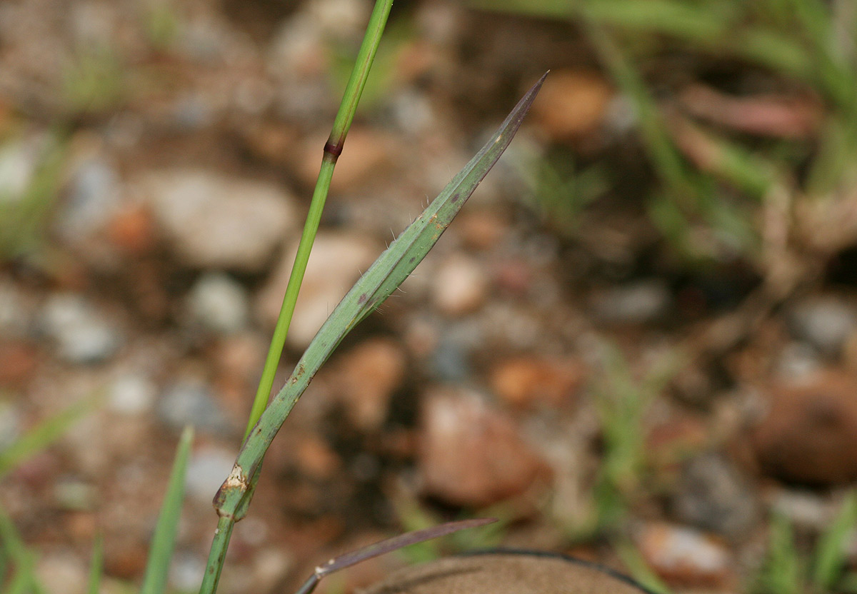 Chloris virgata Chloris virgata