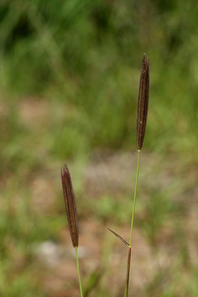 Chloris virgata Chloris virgata