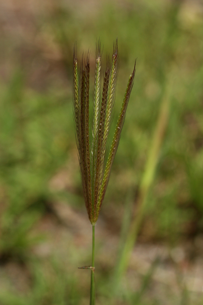Chloris virgata Chloris virgata