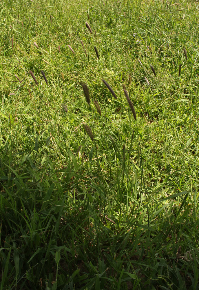 Chloris virgata Chloris virgata